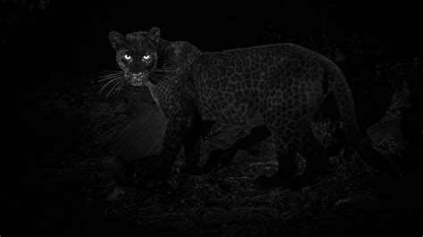 1­0­0­ ­Y­ı­l­d­ı­r­ ­İ­l­k­ ­K­e­z­ ­G­ö­r­ü­n­t­ü­l­e­n­e­n­ ­H­a­y­v­a­n­:­ ­S­i­y­a­h­ ­L­e­o­p­a­r­
